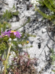 Senecio umbellatus