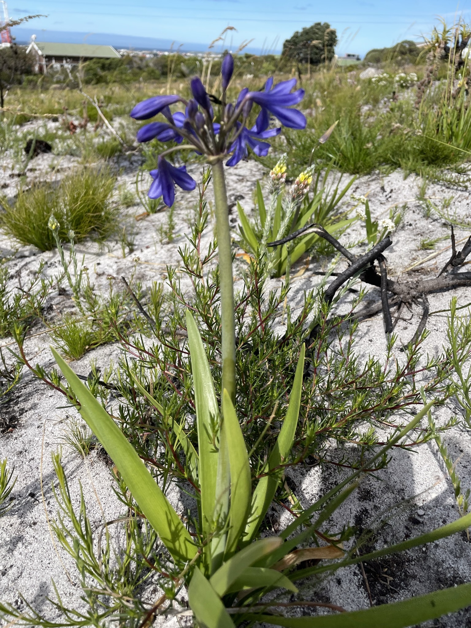 Agapando Africano (Agapanthus africanus) · NaturaLista Colombia