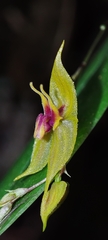 Lepanthes