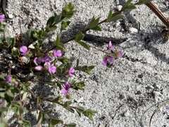 Indigofera sarmentosa