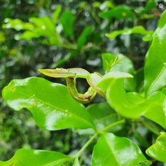 Pericyma cruegeri