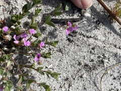 Indigofera sarmentosa