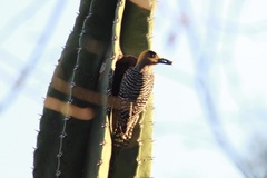Melanerpes chrysogenys