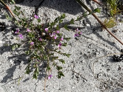 Indigofera sarmentosa