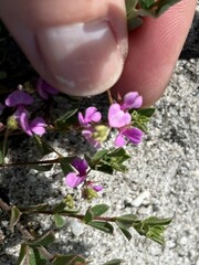 Indigofera sarmentosa