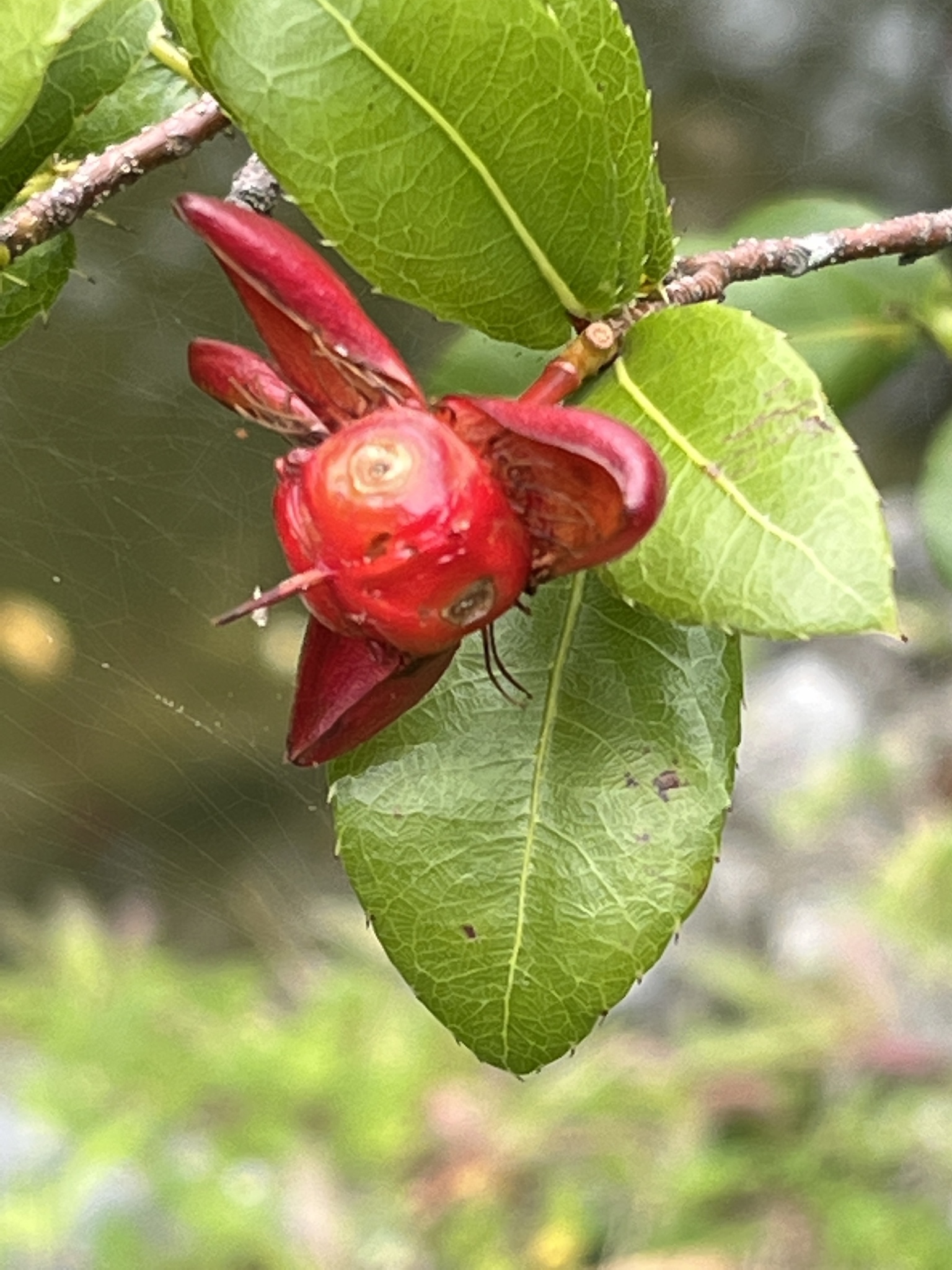 Ochna serrulata — ảnh 3