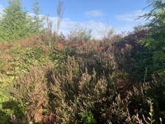 Calluna vulgaris