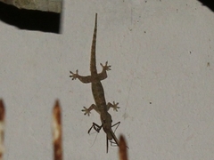 Hemidactylus platyurus