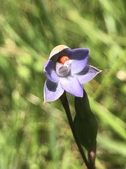 Thelymitra brevifolia