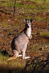 Osphranter robustus erubescens