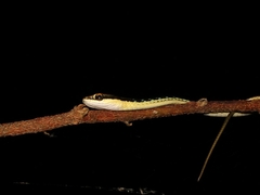 Dendrelaphis pictus