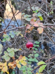 Rosa spinosissima
