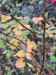 Rosa spinosissima