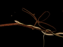 Dendrelaphis pictus