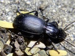 Pterostichus lama