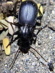 Pterostichus lama