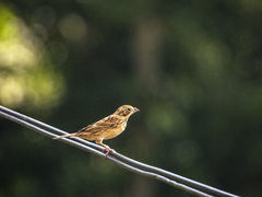 Emberiza