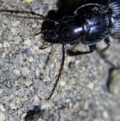 Pterostichus lama