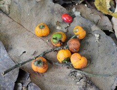 Emmenosperma cunninghamii