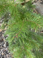 Pseudotsuga