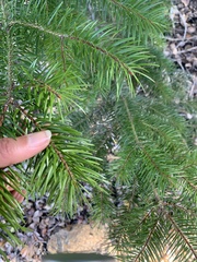 Pseudotsuga