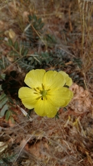 Tribulus cristatus