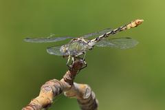 Ophiogomphus occidentis