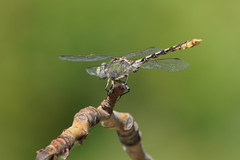 Ophiogomphus occidentis
