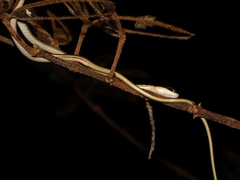 Dendrelaphis pictus