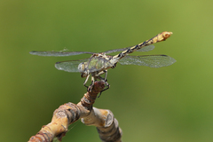 Ophiogomphus occidentis
