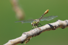 Ophiogomphus occidentis