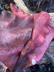 Chondracanthus
