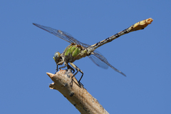 Ophiogomphus occidentis