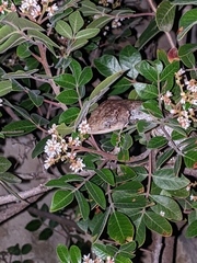 Gerrhonotus infernalis