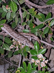 Gerrhonotus infernalis