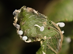 Didymium squamulosum