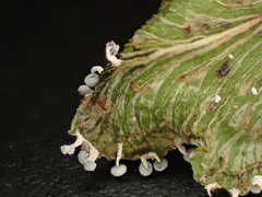 Didymium squamulosum