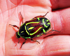 Eupoecila australasiae