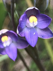 Thelymitra peniculata