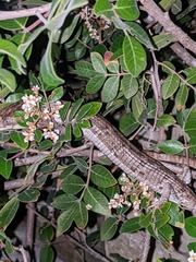 Gerrhonotus infernalis