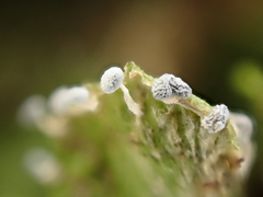 Didymium squamulosum