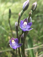 Thelymitra peniculata