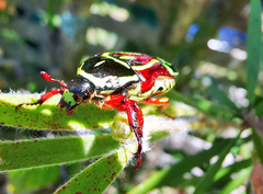 Eupoecila australasiae