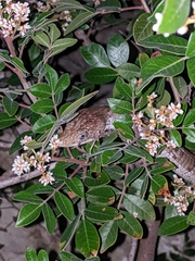 Gerrhonotus infernalis