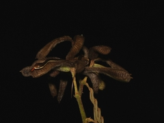 Dendrelaphis pictus