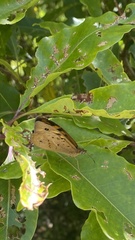 Heteronympha merope
