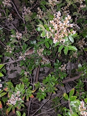 Gerrhonotus infernalis