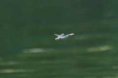 Ophiogomphus occidentis