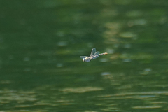 Ophiogomphus occidentis