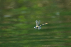 Ophiogomphus occidentis
